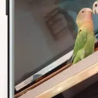 فروش یک عددکوتوله برزیلی