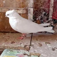 سفید کاکلی تهرونی.
