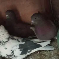 کفتر|حیوانات|قم, بکایی|دیوار