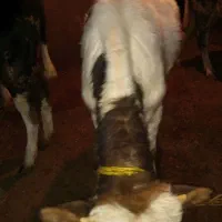 گوساله‌ی نر ۱ساله|حیوانات مزرعه|هشترود, |دیوار