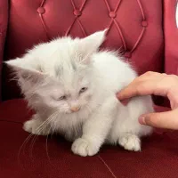 گربه پرشین|گربه|ارومیه, |دیوار