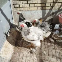 مرغ و خروس برهما