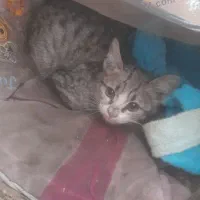 واگذاری بچه گربه