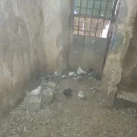 کبوتر