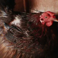 مرغ