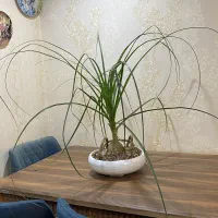 گل طبیعی لاکچری