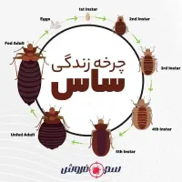 سمپاشی ساس بدونه بازگشت بدونه بو تضمین٪۱۰۰