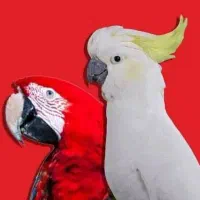 خرید و فروش  ۲۴ ساعته پرنده زینتی|پرنده|بندرعباس, |دیوار