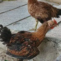 مرغ وخروس