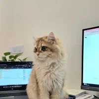 گربه بریتیش لانگ هیر ،دختر (۳۰ میلیون )|گربه|قزوین, |دیوار