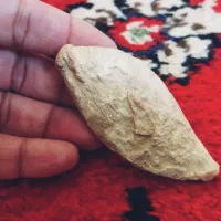 فسیل بی نظیری از ماهی|کلکسیون اشیاء عتیقه|تهران, استاد معین|دیوار