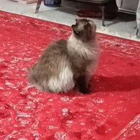 گربه بازیگوش نژاد همالیین|گربه|امیدیه, |دیوار