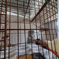 فنچ زبرا|پرنده|هندیجان, |دیوار