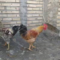 خروس جوان|حیوانات مزرعه|مشهد, بهارستان|دیوار