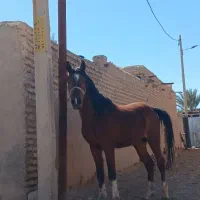 اسب|اسب و تجهیزات اسب‌سواری|فسا, |دیوار