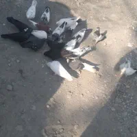 کبوتر|پرنده|میناب, |دیوار