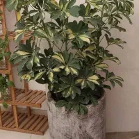 گل و گیاه و اجرا گلخانه کوچک آپارتمانی