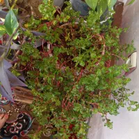 گل خانگی