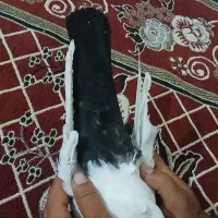 ماده دمبی|پرنده|شوشتر, |دیوار