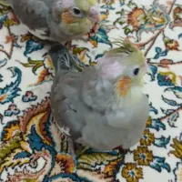 عروس هلندی به شرط سالمی|پرنده|قم, بلوار امین و ساحلی|دیوار