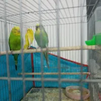 سه عدد مرغ عشق مناسب برای جوجه کشی|پرنده|جغتای, |دیوار