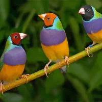 فنچ|پرنده|اصفهان, کارلادان|دیوار