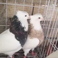 قلیون معاوضه با کفتر