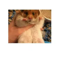 همستر پشمالو|موش و خرگوش|مشهد, امام خمینی|دیوار