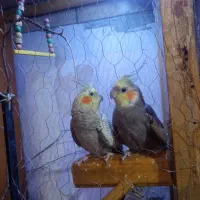 یه جفت عروس هلندی کار درست و کار داده|پرنده|اصفهان, شیخ طوسی|دیوار