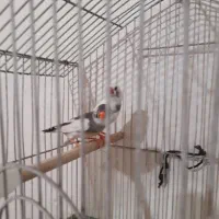 جفت فنچ مولد