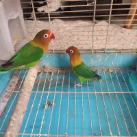 کوتوله مولد به شرط تخم جوجه