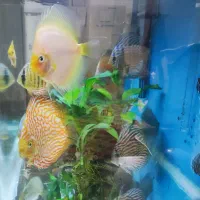 ماهی دیسکس و فیلتر سطلی سرا و آنابیاس|ماهی|تهران, پونک|دیوار