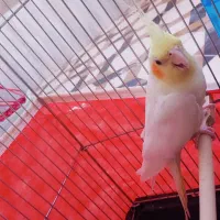 یک جفت عروس هلندی لوتینو|پرنده|مرودشت, بیست متری بیمارستان|دیوار