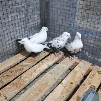 کفترسفیدودمبی سیاه