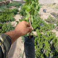 نهال ریشه لخت وگلدانی|خدمات باغبانی و درختکاری|تاکستان, |دیوار