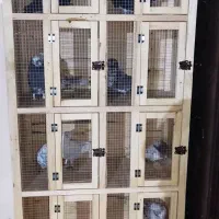 کبوتر|پرنده|ارومیه, |دیوار