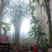 گلهای طبیعی بصورت یکجا ویا تکی بفروش می رسد