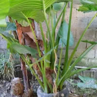 گل بابا ادم