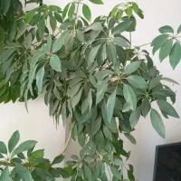 گل بزرگ و شاداب