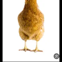 حیوانات|حیوانات مزرعه|زاغه, |دیوار