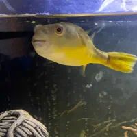 معاوضه با اروانا