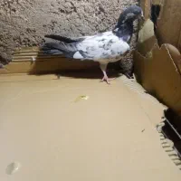 ماده تیدی|پرنده|مسجد سلیمان, |دیوار