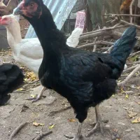 فقط فروش تخم مرغ.نطفه دار به ضمانت|حیوانات مزرعه|فاضل آباد, |دیوار