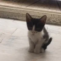 واگذاری بچه گربه