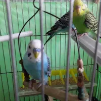 مرغ عشق|پرنده|آستانه اشرفیه, |دیوار