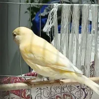 قناری|پرنده|بهارستان, |دیوار