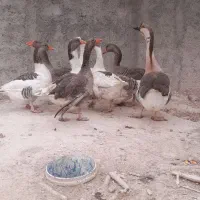 خریدار غاز  بوقلمون  مرغ