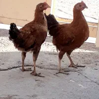 جوجه بومی