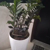 دو عدد گل