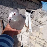 کفتر قهوه ای پلنگ